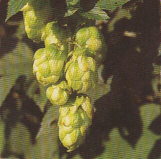 JT Kräuter Hopfen.jpg